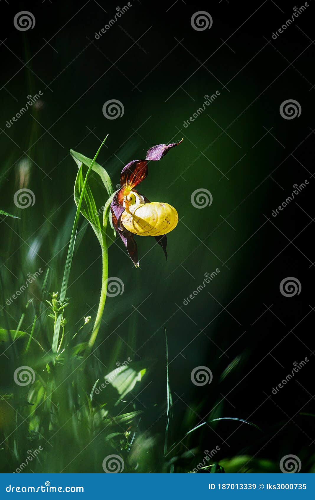 beautiful ladyÃÂ´s slipper in light